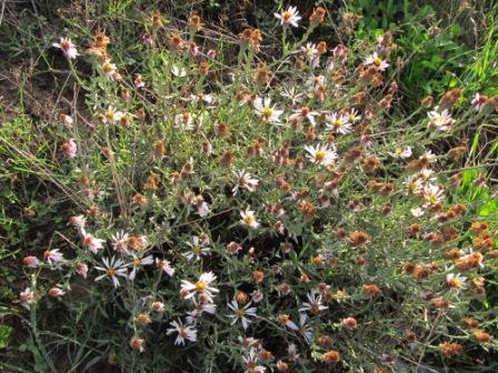 Tripolium sorrentinoi (=Aster sorrentinii) / Astro di Sorrentino